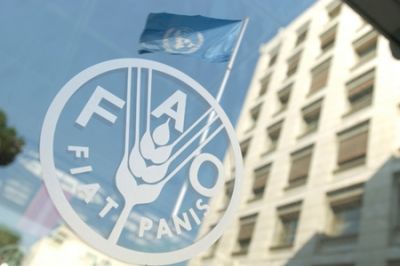 FAO Gürcüstana 2 milyon avro məbləğində maliyyə yardımı ayırıb