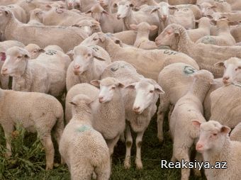 Dövlət Komitəsi: heyvan kəsəndə “bismillah” deyin! - Yeni standart qaydası