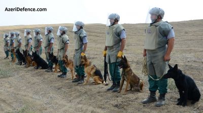 Cəbhdə yerləşən 5 rayona minaaxtaran itlər buraxıldı