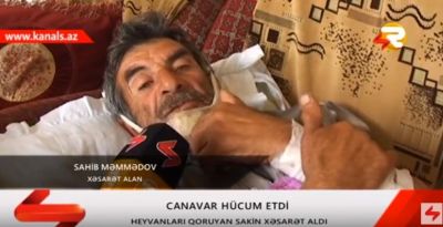 İsmayıllıda canavarlar kəndə hücum etdi - bir nəfər yaralandı - YENİLƏNİB - VİDEO