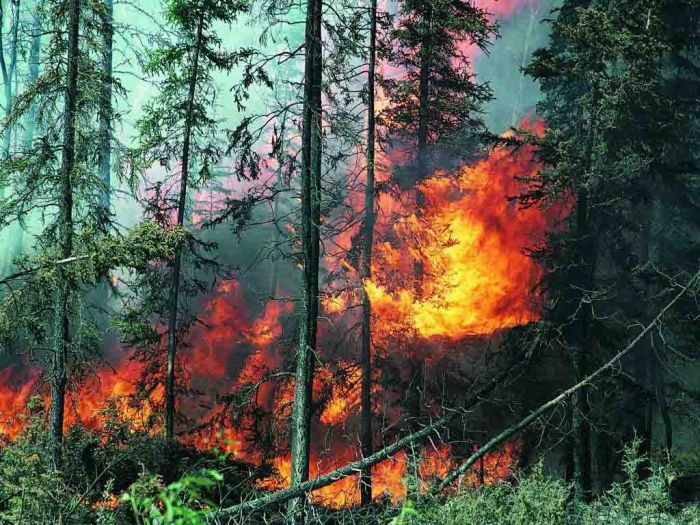 Çilidə meşə yanğınları: 99 nəfər öldü